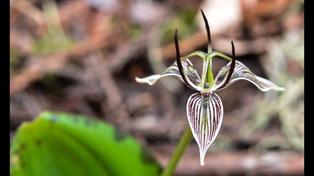 Scoliopus bigelovii Fetid Adder's Tongue, Scoliopus bigelovii