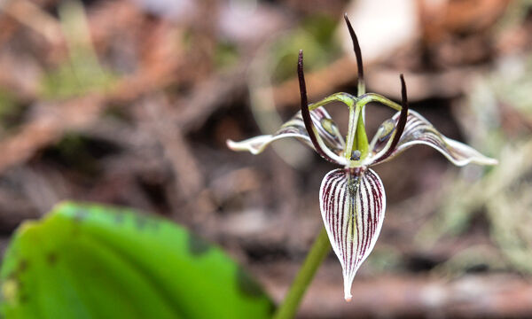 Scoliopus bigelovii Fetid Adder's Tongue, Scoliopus bigelovii