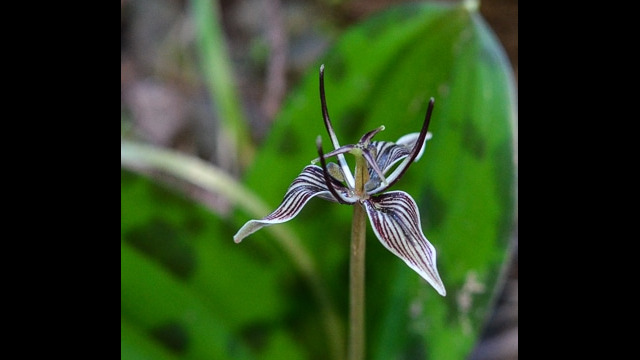 Scoliopus bigelovii Fetid Adder's Tongue, Scoliopus bigelovii