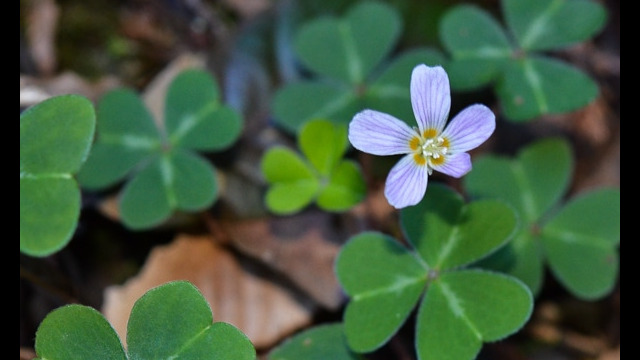 Oxalis oregana Redwood Sorrel, Oxalis oregana