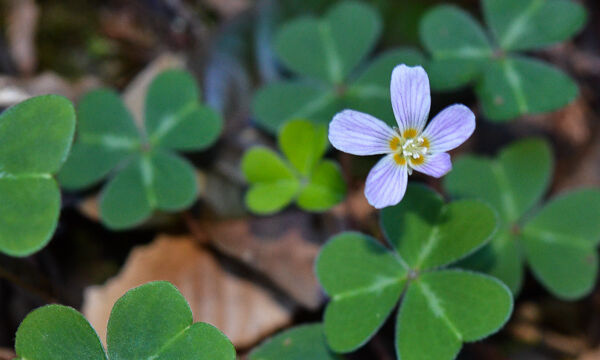 Oxalis oregana Redwood Sorrel, Oxalis oregana