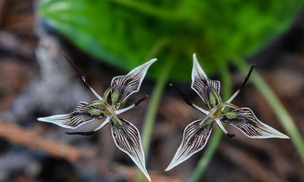 Scoliopus bigelovii Fetid Adder's Tongue, Scoliopus bigelovii