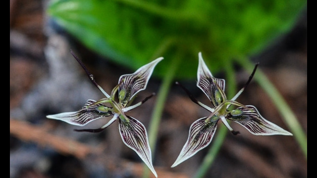 Scoliopus bigelovii Fetid Adder's Tongue, Scoliopus bigelovii