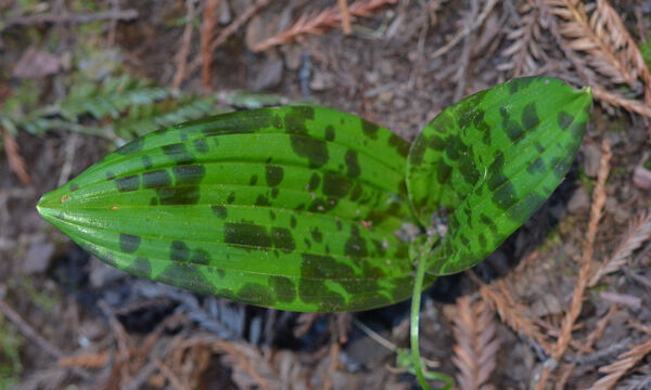 Scoliopus bigelovii Fetid Adder's Tongue, Scoliopus bigelovii