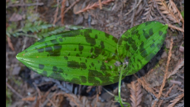 Scoliopus bigelovii Fetid Adder's Tongue, Scoliopus bigelovii