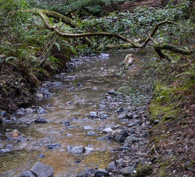 Redwood Creek, Muir Woods