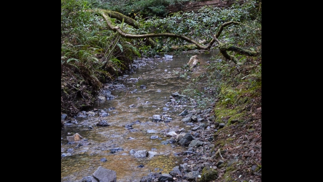 Redwood Creek, Muir Woods