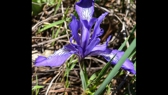 Iris douglasiana Douglas's Iris, Iris douglasiana