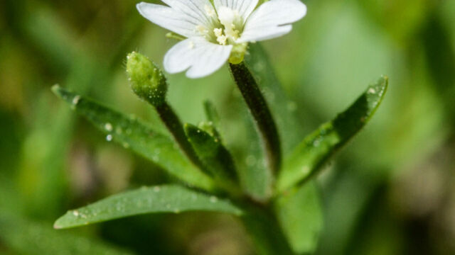 Epilobium spp. Willow herb, Epilobium spp.