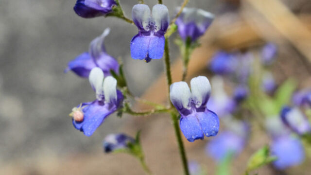 Collinsia sparsiflora Few-flowered Blue Eyed Mary, Collinsia sparsiflora