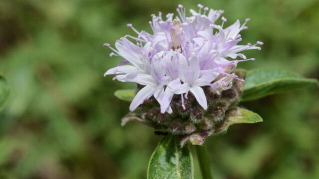 Monardella odoratissima Mountain Pennyroyal, Monardella odoratissima