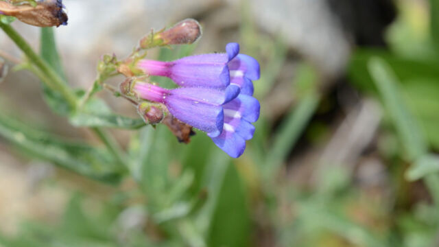 Penstemon roezlii Regel's mountain penstemon, Penstemon roezlii