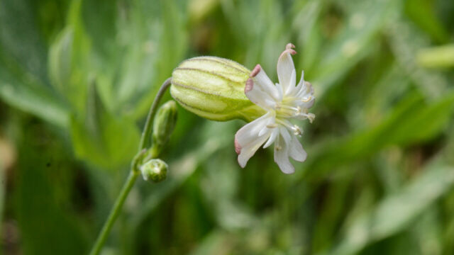 Silene douglasii Douglas' Catchfly, Silene douglasii