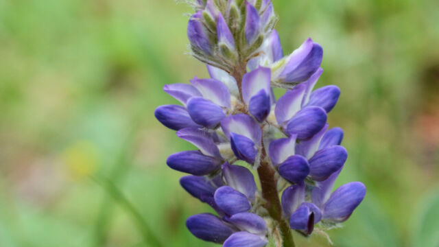 Lupine (not sure which, #19) Lupine