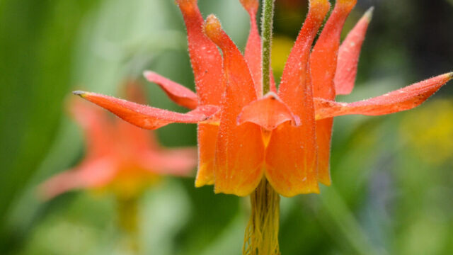 Aquilegia formosa Crimson Columbine, Aquilegia formosa