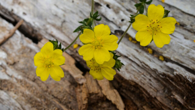 Potentilla glandulosa Sticky Cinquefoil, Potentilla glandulosa