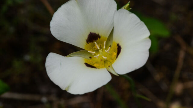 Calochortus leichtlinii Leichtlin's Mariposa Lily, Calochortus leichtlinii