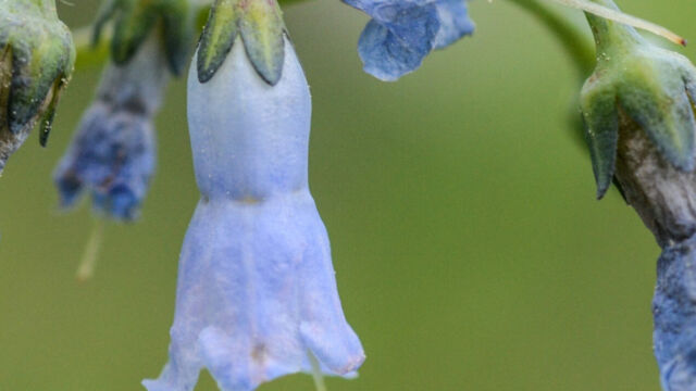 Mertensia ciliata Mountain Bluebells, Mertensia ciliata