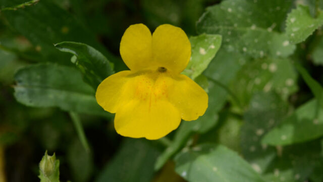 Erythranthe guttata Seepspring Monkeyflower, Mimulus guttatus