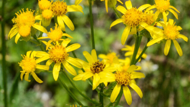 Senecio triangularis Arrow Leaved Ragwort, Senecio triangularis