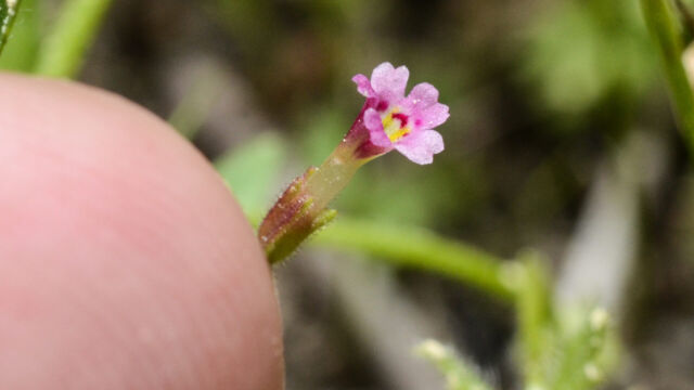 Mimulus breweri Brewer's Monkeyflower, Mimulus breweri