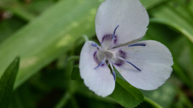 Calochortus nudus Naked Star Tulip, Calochortus nudus