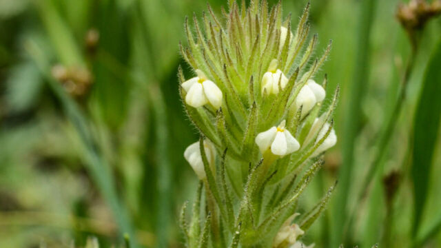 Castilleja tenuis Hairy owl's clover, Castilleja tenuis