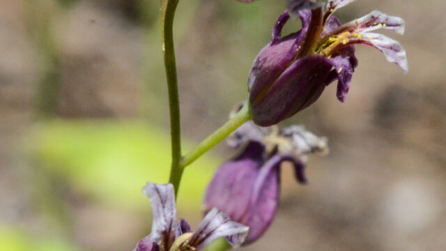 Streptanthus tortuosus Mountain Jewelflower, Streptanthus tortuosus