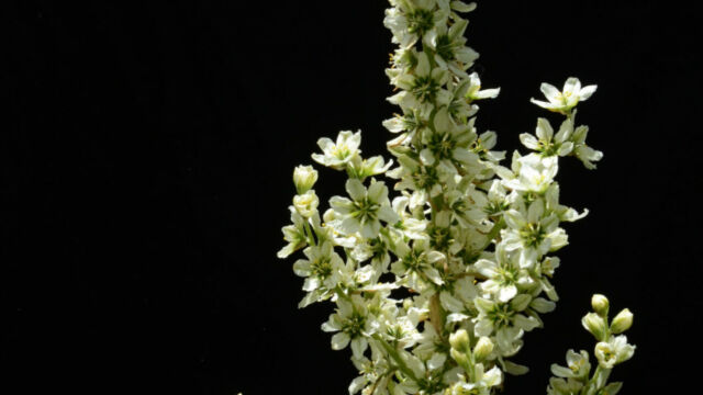 Veratrum californicum Corn Lily, Veratrum californicum