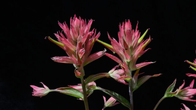 Castilleja miniata Scarlet paintbrush, Castilleja miniata