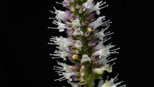 Agastache urticifolia Horse mint , Agastache urticifolia