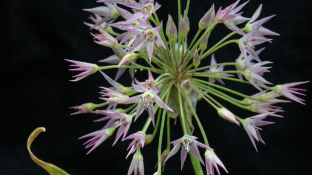 Allium campanulatum Sierra Onion, Allium campanulatum