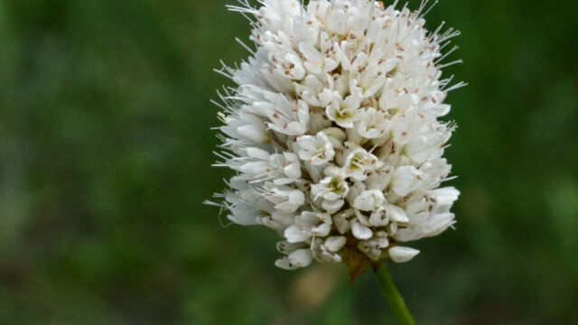 Polygonum bistortoides Western Bistort, Polygonum bistortoides