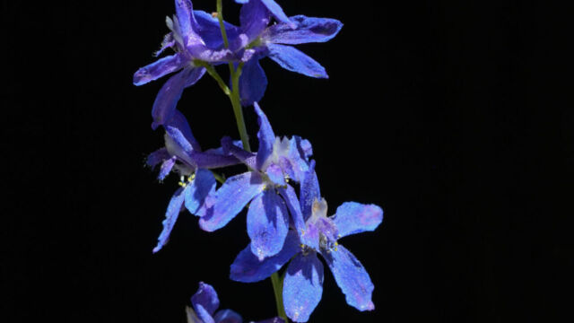 Delphinium nuttallianum Meadow larkspur