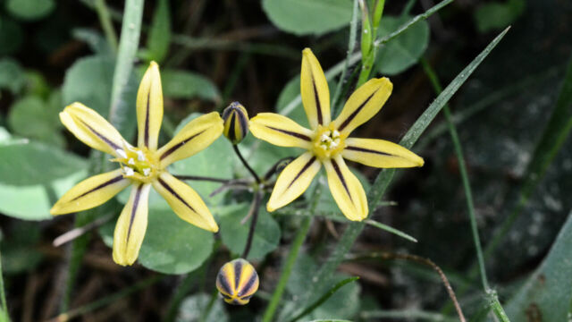 Triteleia ixioides Prettyface, Triteleia ixioides
