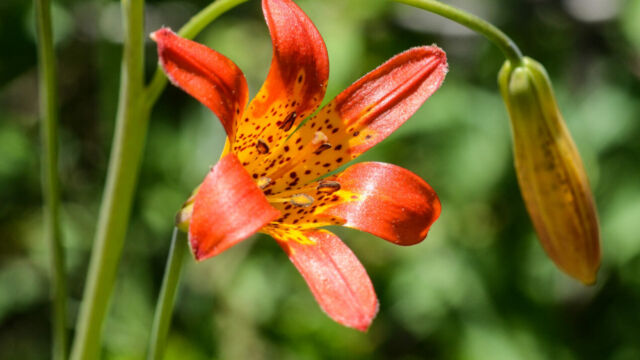 Lilium parvum Alpine Lily, Lilium parvum