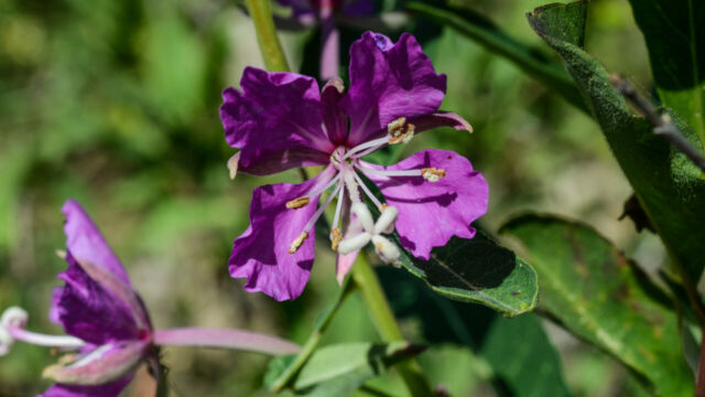 Chamerion angustifolium Fireweed, Chamerion angustifolium