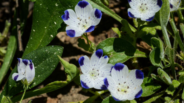 Nemophilia maculata Fivespot, Nemophilia maculata