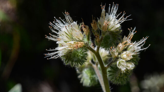 Phacelia cicutaria Caterpillar Phacelia, Phacelia cicutaria