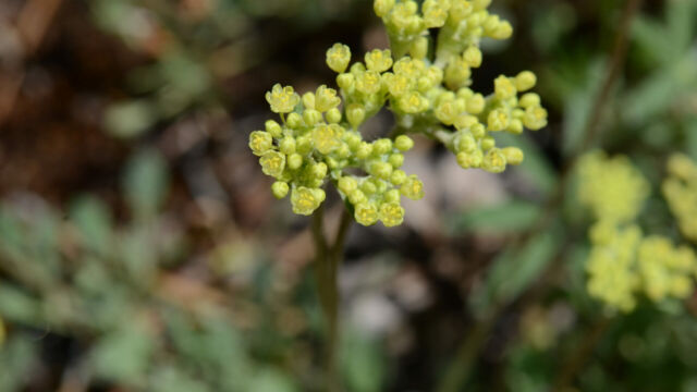 Eriogonum umbellatum Sulphur buckwheat, Eriogonum umbellatum