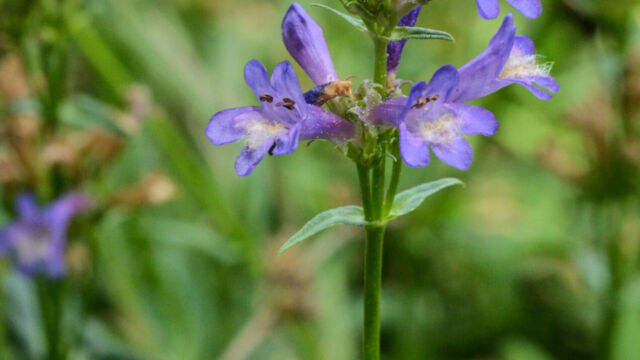 Penstemon heterodoxus var. heterodoxus Sierra beardtongue