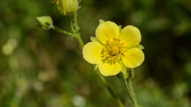 Potentilla glandulosa Sticky Cinquefoil, Potentilla glandulosa