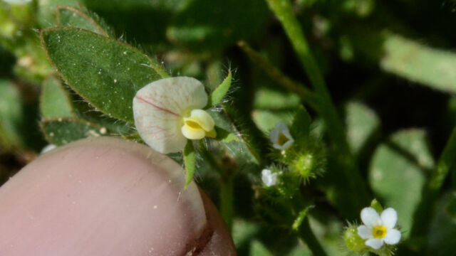 Acmispon americanus var. americanus American bird's foot trefoil,