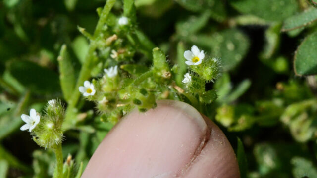 Cryptantha sp.