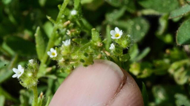 Cryptantha sp.