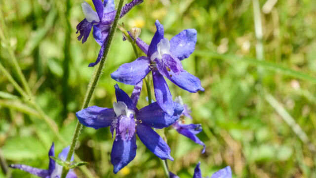 Delphinium nuttallianum Meadow larkspur