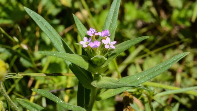 Collomia linearis Narrow leaved collomia, Collomia linearis
