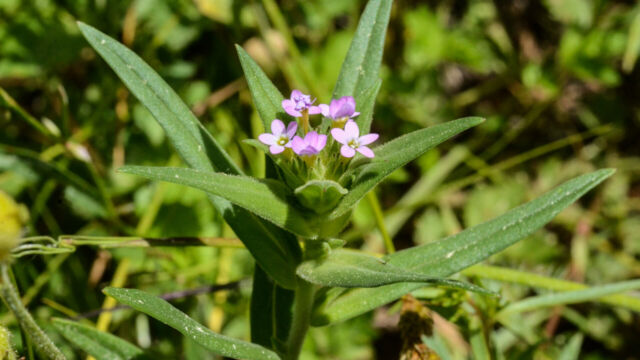 Collomia linearis Narrow leaved collomia, Collomia linearis