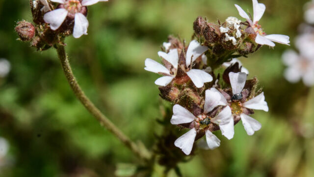 Horkelia fusca var. parviflora Tawny Horkelia, Horkelia fusca var. parviflora