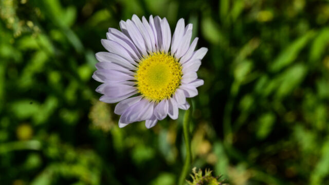 Aster alpigenus Alpine Aster, Aster alpigenus